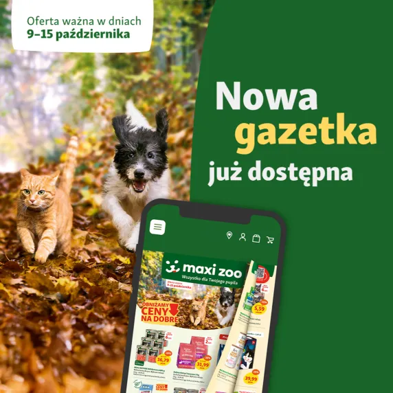 Kot i pies biegające po liściach.