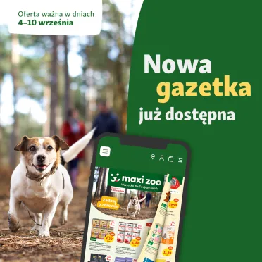 piesek w lesie 